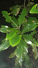 Drimys granadensis