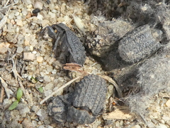 Trox gemmulatus