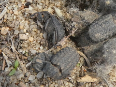 Trox gemmulatus