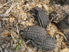 Trox gemmulatus