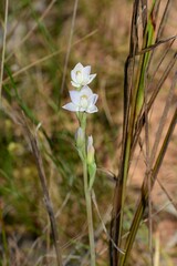 Thelymitra pallidiflora