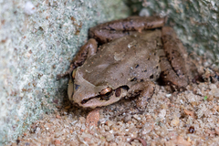 Thoropa miliaris