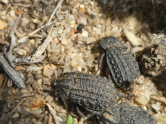 Trox gemmulatus