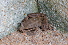 Thoropa miliaris