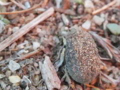 Trox gemmulatus