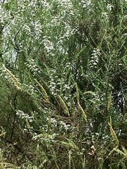 Olearia ramulosa