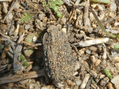 Trox gemmulatus