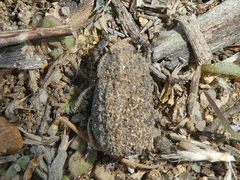 Trox gemmulatus