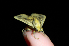 Perola nitidissima