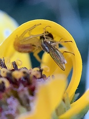 Toxomerus marginatus