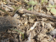 Trox gemmulatus