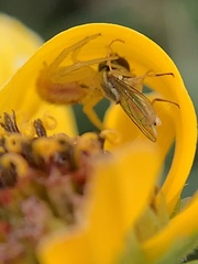 Toxomerus marginatus