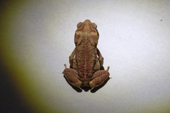 Rhinella crucifer