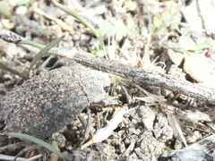 Trox gemmulatus