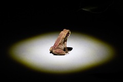 Rhinella crucifer