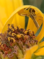 Toxomerus marginatus