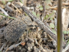 Trox gemmulatus