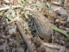Trox gemmulatus