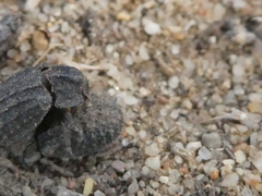 Trox gemmulatus