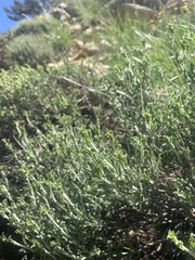 Ericameria discoidea
