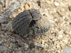 Trox gemmulatus