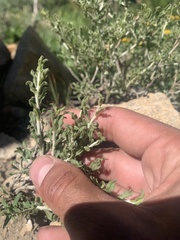Ericameria discoidea