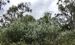 Olearia ramulosa