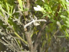 Lantanophaga pusillidactylus