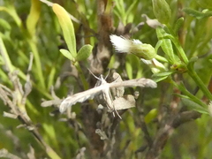 Lantanophaga pusillidactylus