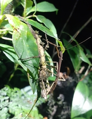 Hypocyrtus