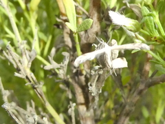 Lantanophaga pusillidactylus