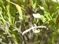 Lantanophaga pusillidactylus
