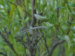 Lantanophaga pusillidactylus