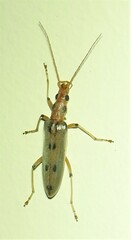Parisopalpus nigronotatus