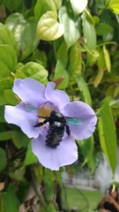 Xylocopa fimbriata