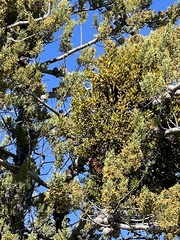 Phoradendron bolleanum