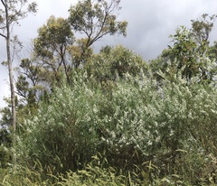 Olearia ramulosa