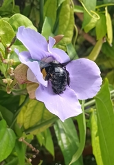 Xylocopa fimbriata