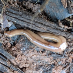 Bipalium adventitium