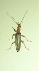 Parisopalpus nigronotatus