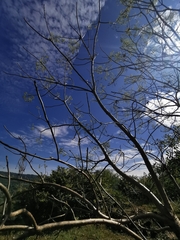 Gyrocarpus jatrophifolius