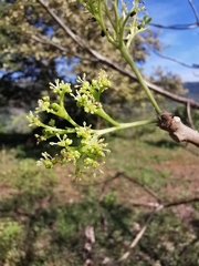 Gyrocarpus jatrophifolius
