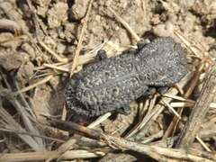 Phloeodes diabolicus