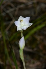 Thelymitra pallidiflora