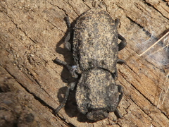 Phloeodes diabolicus