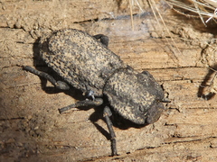 Phloeodes diabolicus