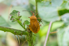 Spartocera