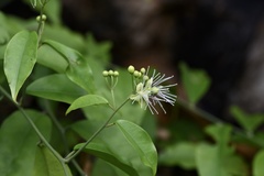Capparis cantoniensis