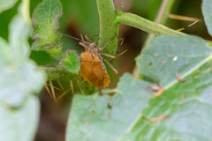 Spartocera