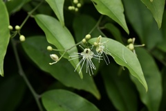 Capparis cantoniensis